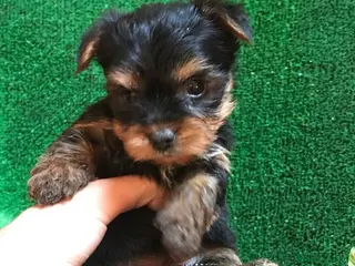 Yorkshire Terrier perros YORKSHIRE CACHORROS SOCIALIZADOS !!!!!!!!!!! - Anuncio 28