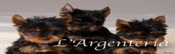 Yorkshire Terrier perros en venta: Camada Yorkshire Terrier  - Anuncio 11