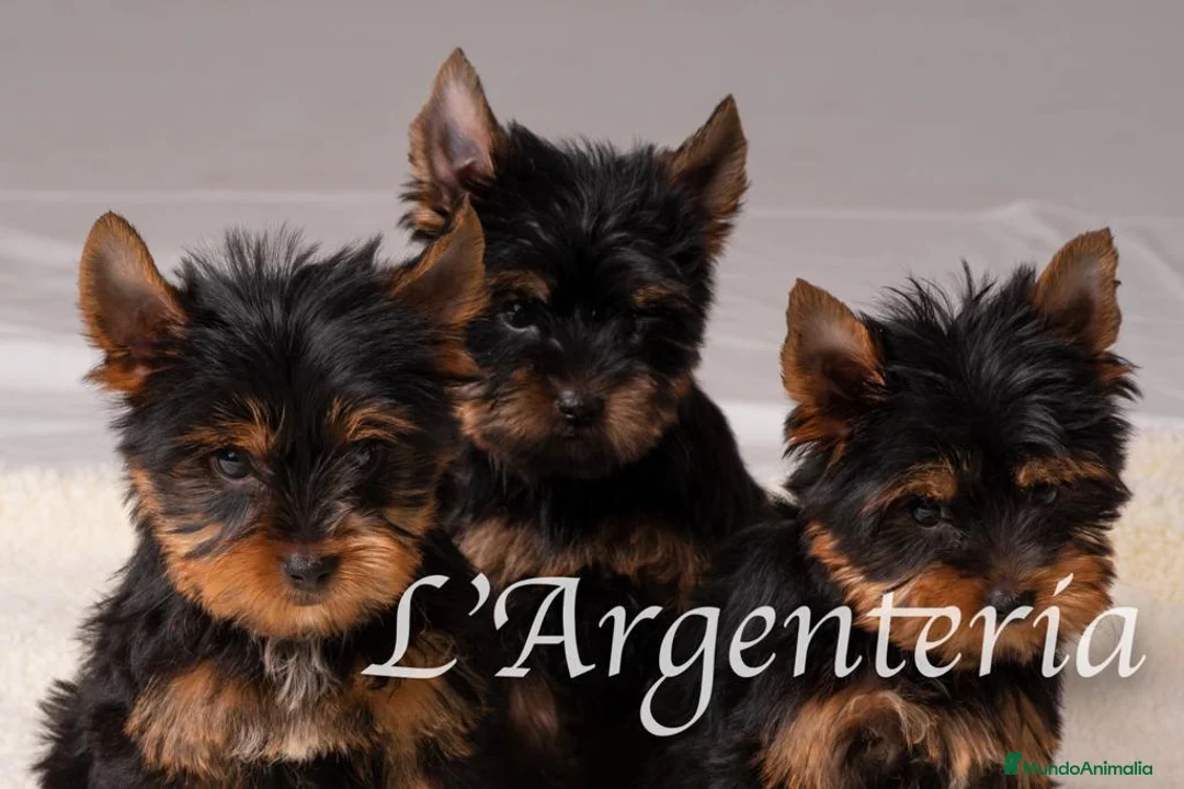 Yorkshire Terrier perros en venta: Camada Yorkshire Terrier  - Anuncio 11