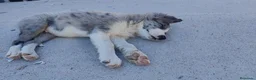 Border Collie perros en venta: BORDER COLLIE - ÚLTIMOS CACHORROS DISPONIBLES - Anuncio 10