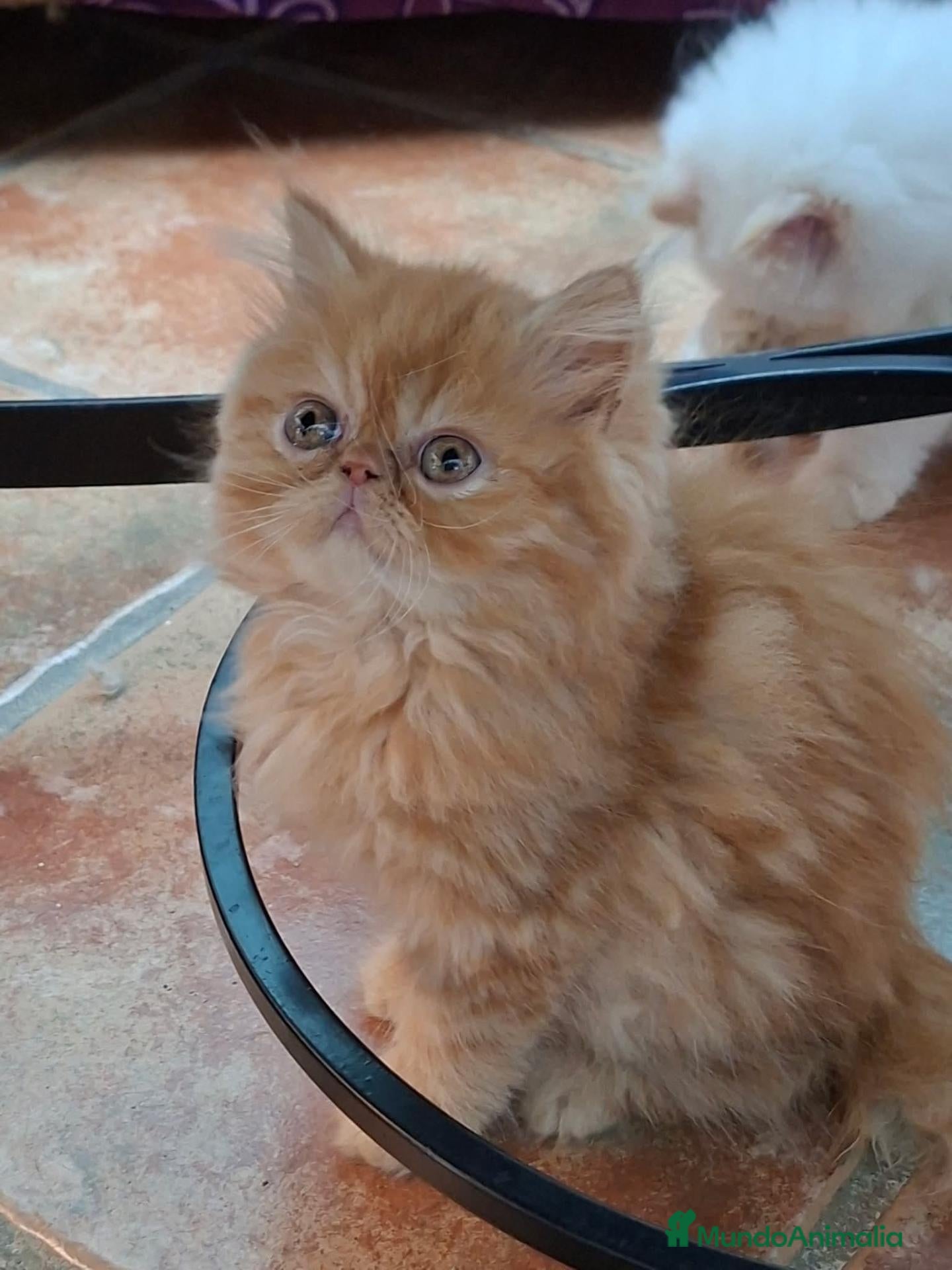 Persa gatos en venta: Persa - Anuncio 33