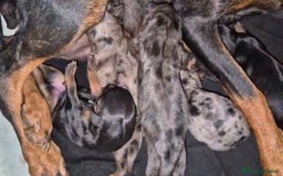 Pinscher Miniatura perros en venta: Pinscher miniatura merle - Imagen 6