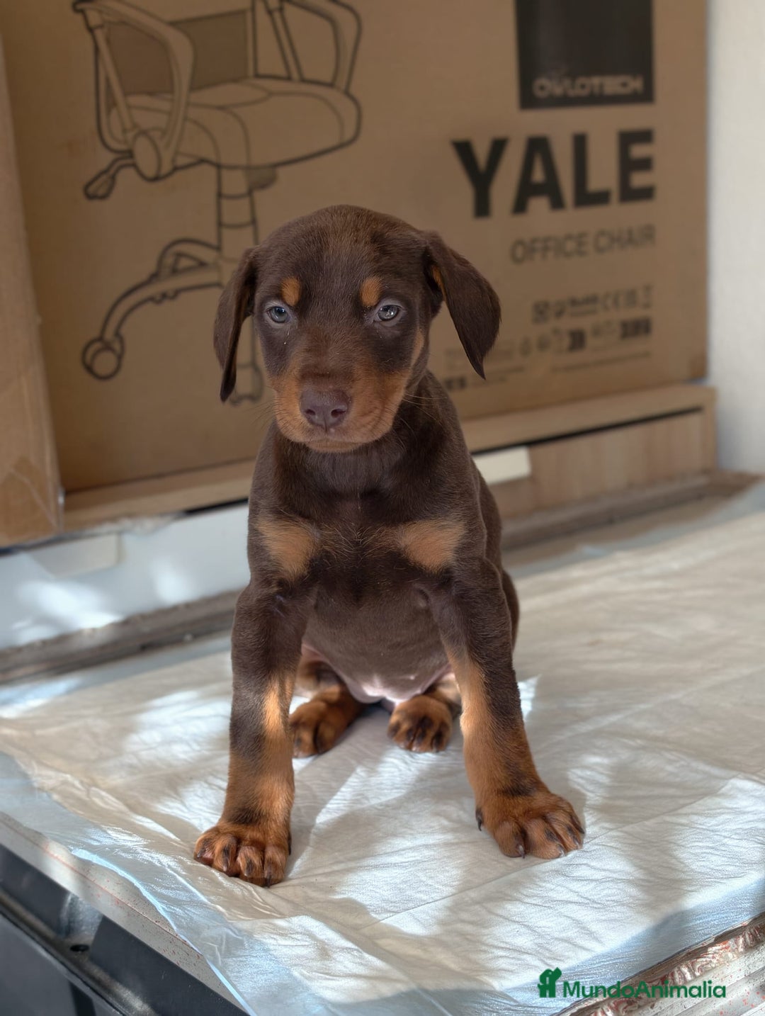 Dobermann perros en venta: Doberman  - Anuncio 1