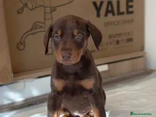 Dobermann perros Doberman - Anuncio 4