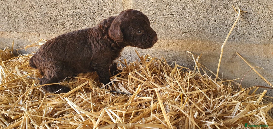 Perro de Agua Español perros en venta: Perro de agua de color chocolate macho  - Imagen 3