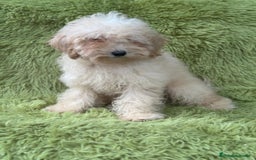 Caniche Mediano perros en venta: Caniche mediana crema  - Imagen 4
