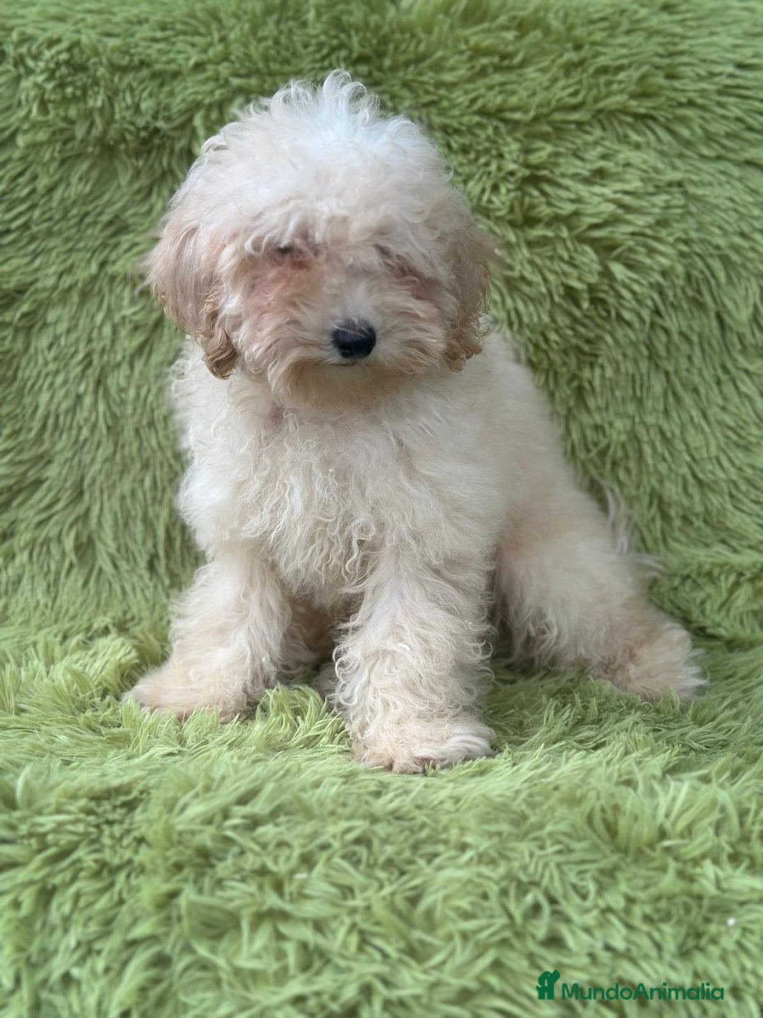 Caniche Mediano perros en venta: Caniche mediana crema  - Imagen 4