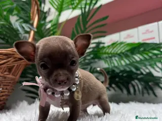 Chihuahua perros CHIHUAHUA HEMBRA - Anuncio 21
