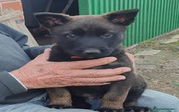 Pastor Belga Malinois perros en venta: MALINOIS - Imagen 1