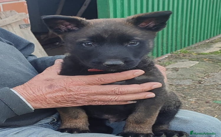 Pastor Belga Malinois perros - Anuncio 2