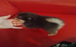 Pomerania perros en venta: Pomerania  - Imagen 4