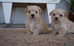 Maltipoo perros en venta: 🐾 Manolo y Jacinto – Hermanitos Maltipoo 🐾 - Imagen 1
