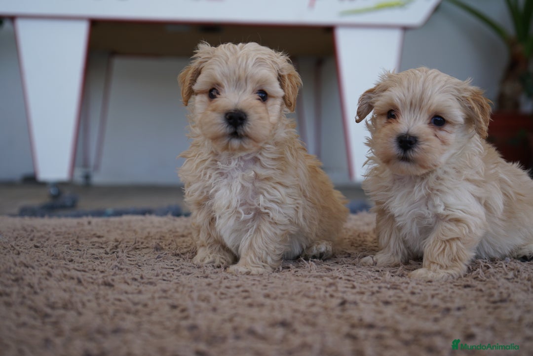 Maltipoo perros en venta: 🐾 Manolo y Jacinto – Hermanitos Maltipoo 🐾 - Imagen 1