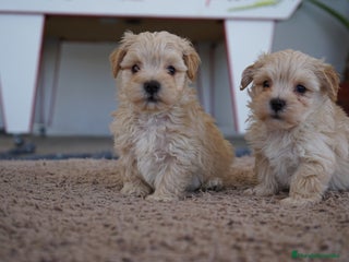 Maltipoo perros - Anuncio 4