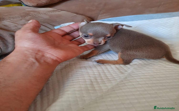 Chihuahua perros Chihuahua  - Anuncio 1