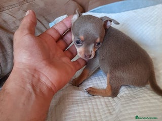 Chihuahua perros Chihuahua - Anuncio 1