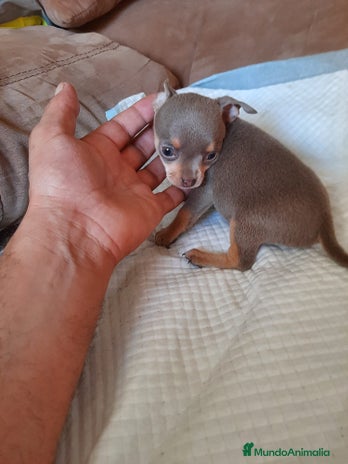 Chihuahua perros Chihuahua - Anuncio 1