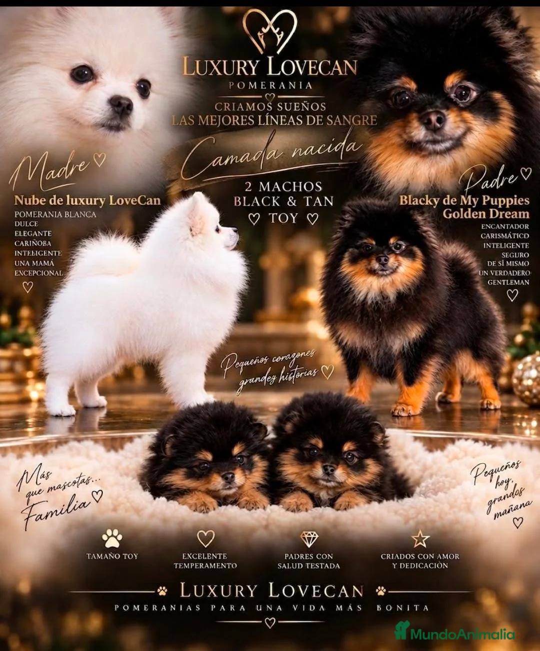 Pomerania perros en venta: Súper toy black and tan - Anuncio 5