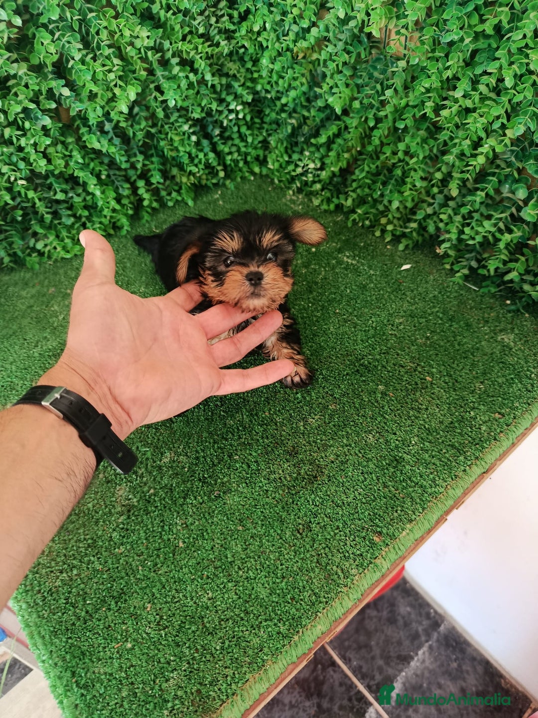 Yorkshire Terrier perros en venta: 🐾✨ Mini Yorkshire Toy Macho – ¡De Bolsillo! ✨🐾 - Imagen 10