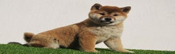 Shiba Inu perros en venta: Cachorros de Shiba Inu en Madrid - Anuncio 1