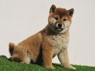 Shiba Inu perros en Madrid - Anuncio 5