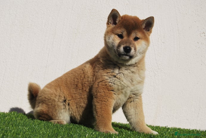 Shiba Inu perros en Madrid - Anuncio 5