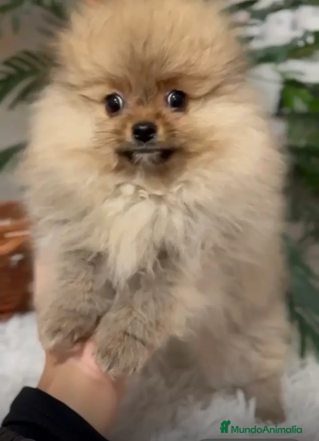 Pomerania perros en venta: POMERANIA LISTO PARA ENTREGAR - Anuncio 4