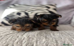 Yorkshire Terrier perros en venta: Yorkshire mini - Imagen 2