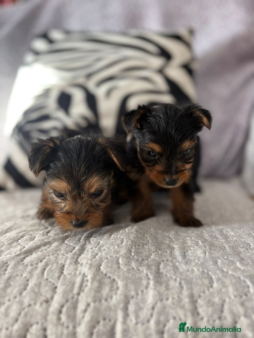 Yorkshire Terrier perros en venta: Yorkshire mini - Imagen 2