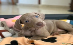Weimaraner perros en venta: CAMADA BRACO DE WEIMAR - Imagen 2