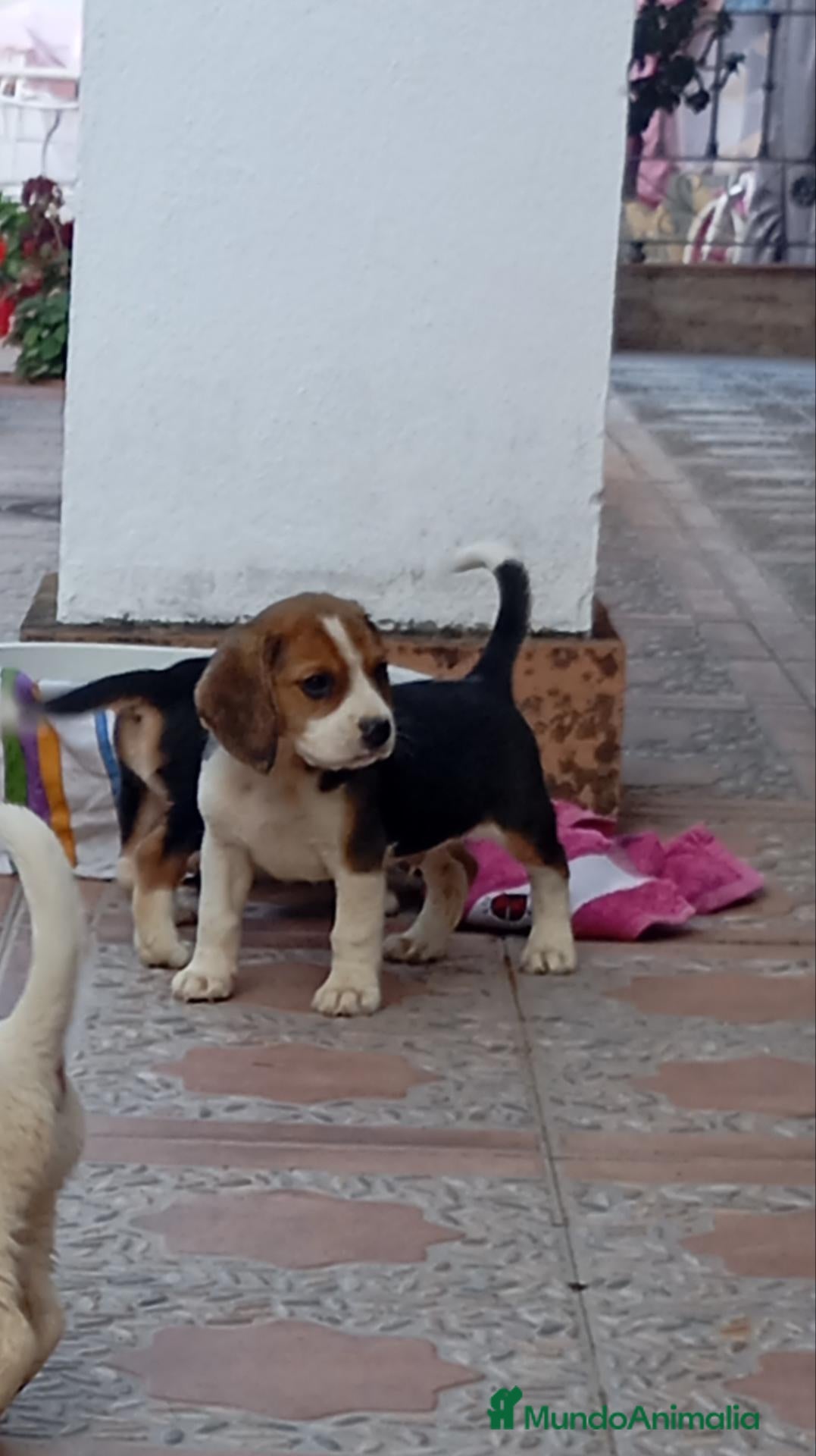 Beagle perros Beagle tricolor - Anuncio 2