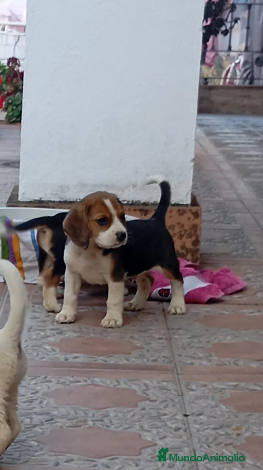 Beagle perros en venta: Beagle tricolor - Anuncio 1