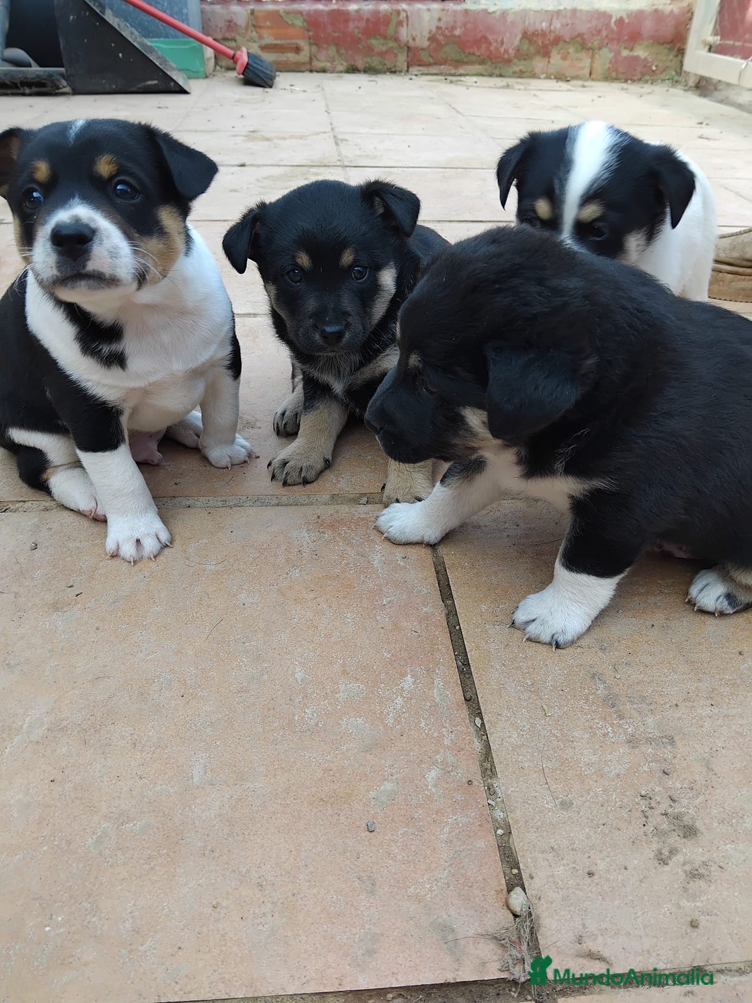 Ratonero Bodeguero Andaluz perros en adopcion: Cachorros mestizos  - Imagen 1