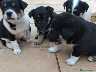 Ratonero Bodeguero Andaluz perros - Anuncio 1