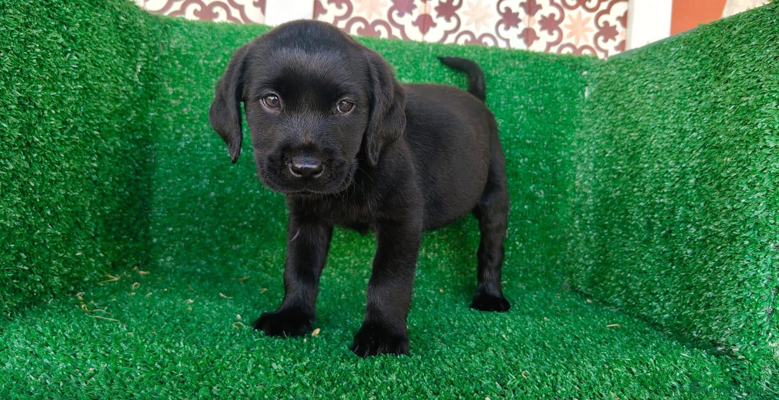 Labrador Retriever perros labrador retriever - Anuncio 1
