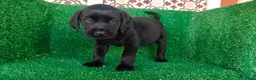 Labrador Retriever perros en venta: labrador retriever - Anuncio 1