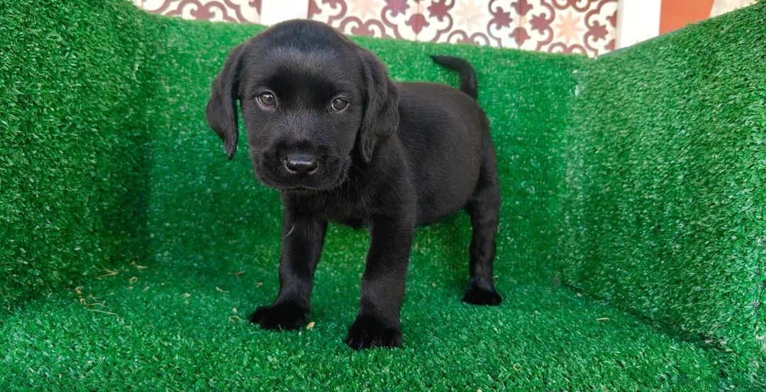 Labrador Retriever perros en venta: labrador retriever - Anuncio 1
