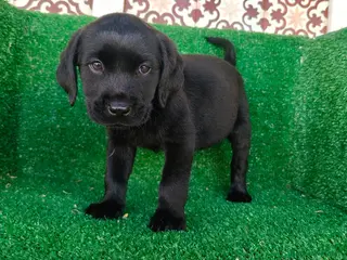Labrador Retriever perros labrador retriever - Anuncio 1
