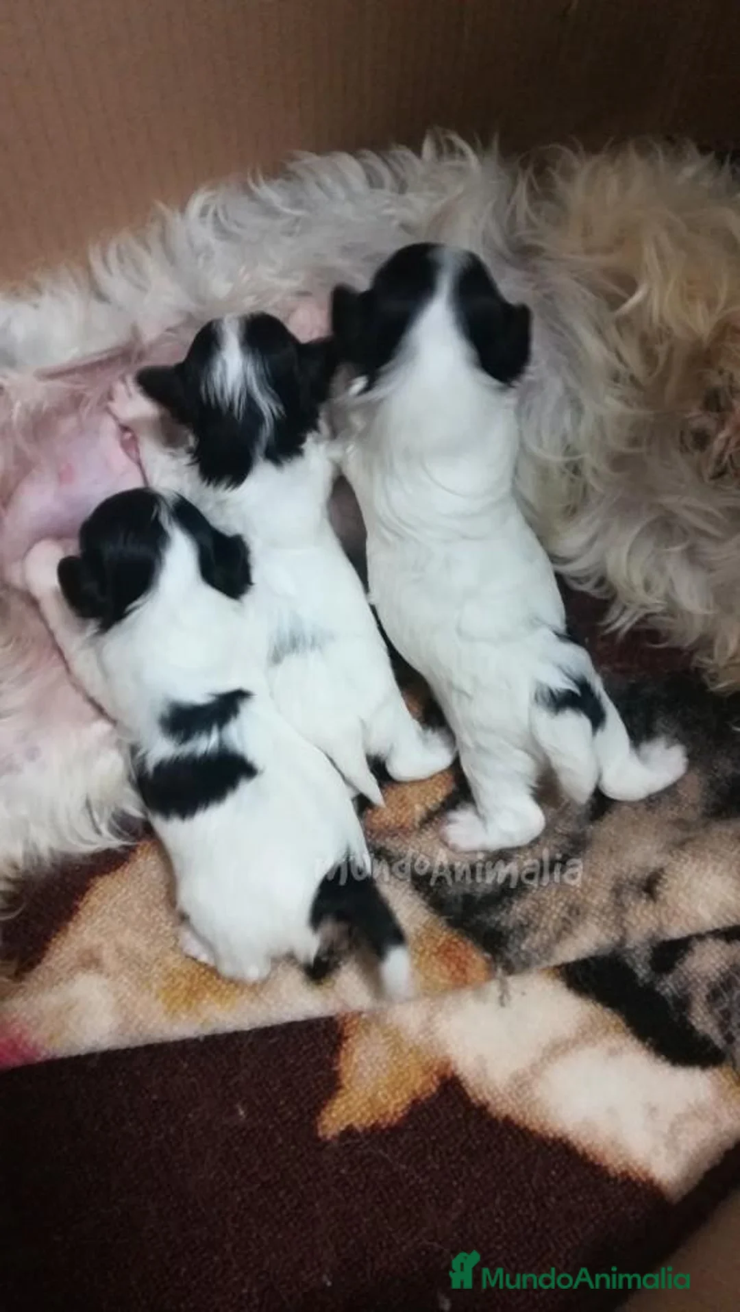 Imagen de galería {{count}}