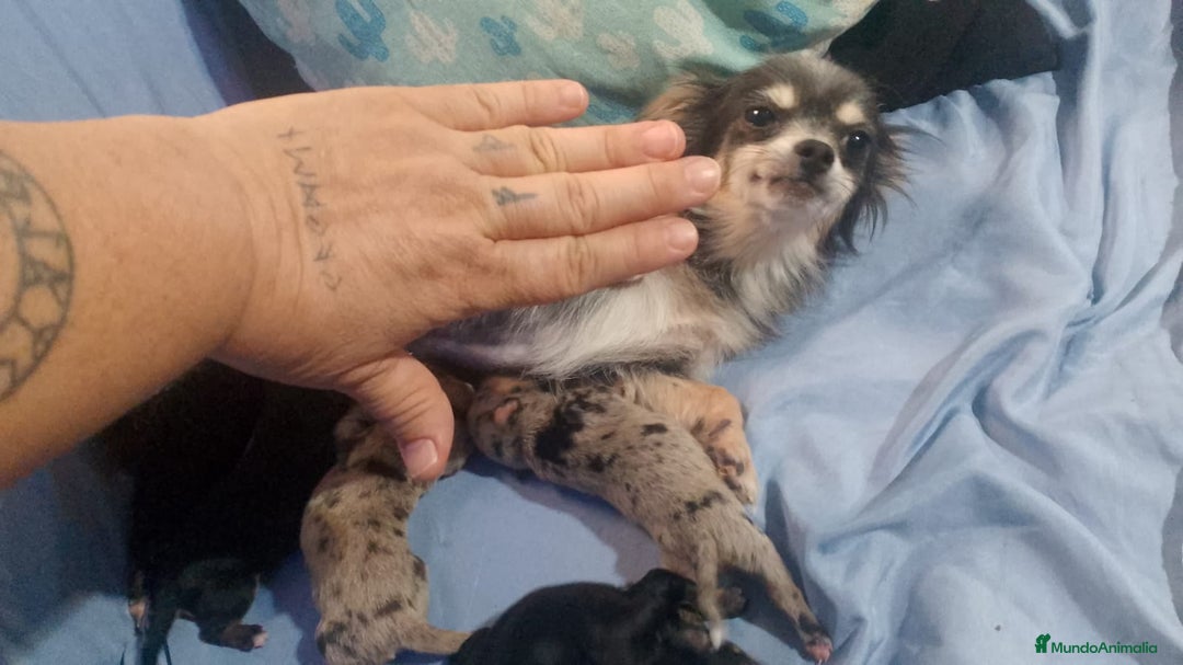 Chihuahua perros en venta: Chihuahua cabeza cerbato merles - Imagen 6
