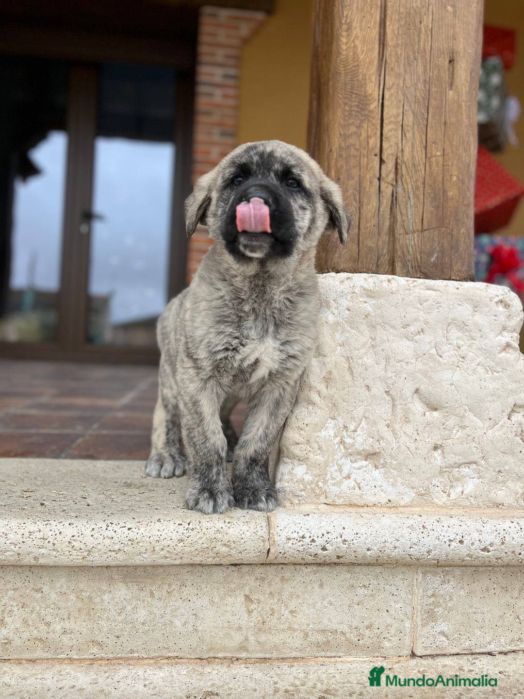 Mastín Español perros en venta: Precioso Mastin  - Anuncio 4
