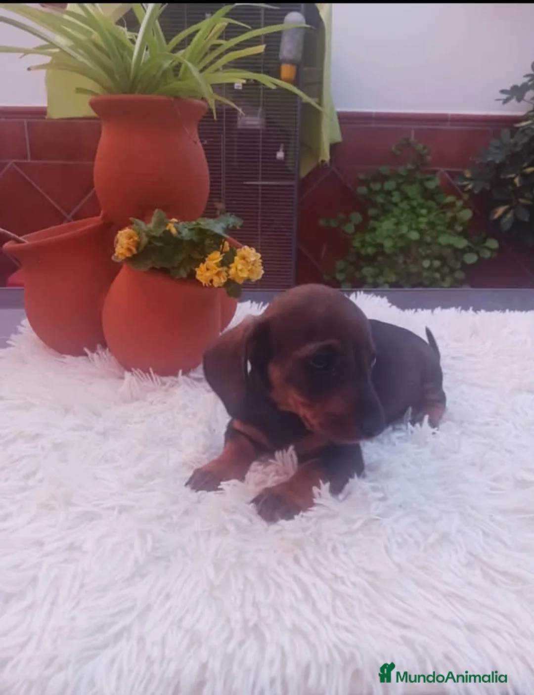 Teckel perros en venta: Teckel - Anuncio 1