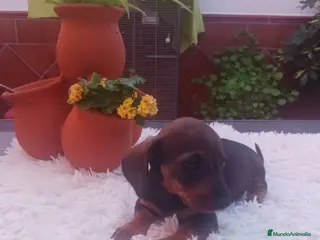 Teckel perros Teckel - Anuncio 2