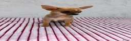 Chihuahua perros en venta: Chihuahua toy hembra  - Anuncio 1