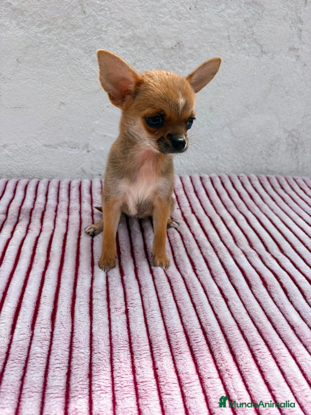 Chihuahua perros en venta: Chihuahua toy hembra  - Anuncio 1
