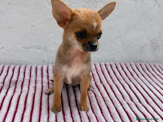 Chihuahua perros Chihuahua toy hembra - Anuncio 5