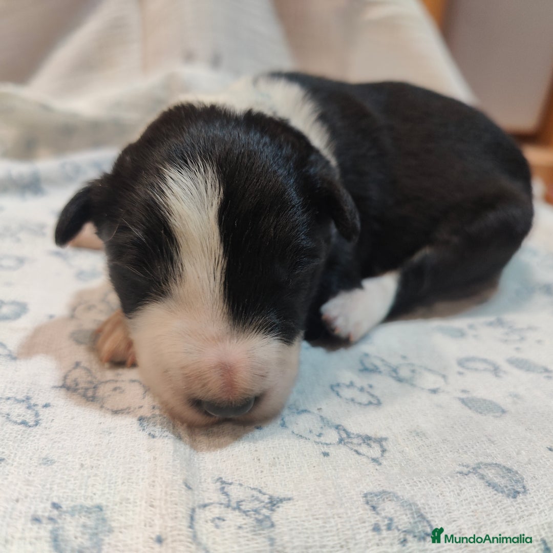 Border Collie perros en venta: Border collie blanco/negro disponibles - Anuncio 2