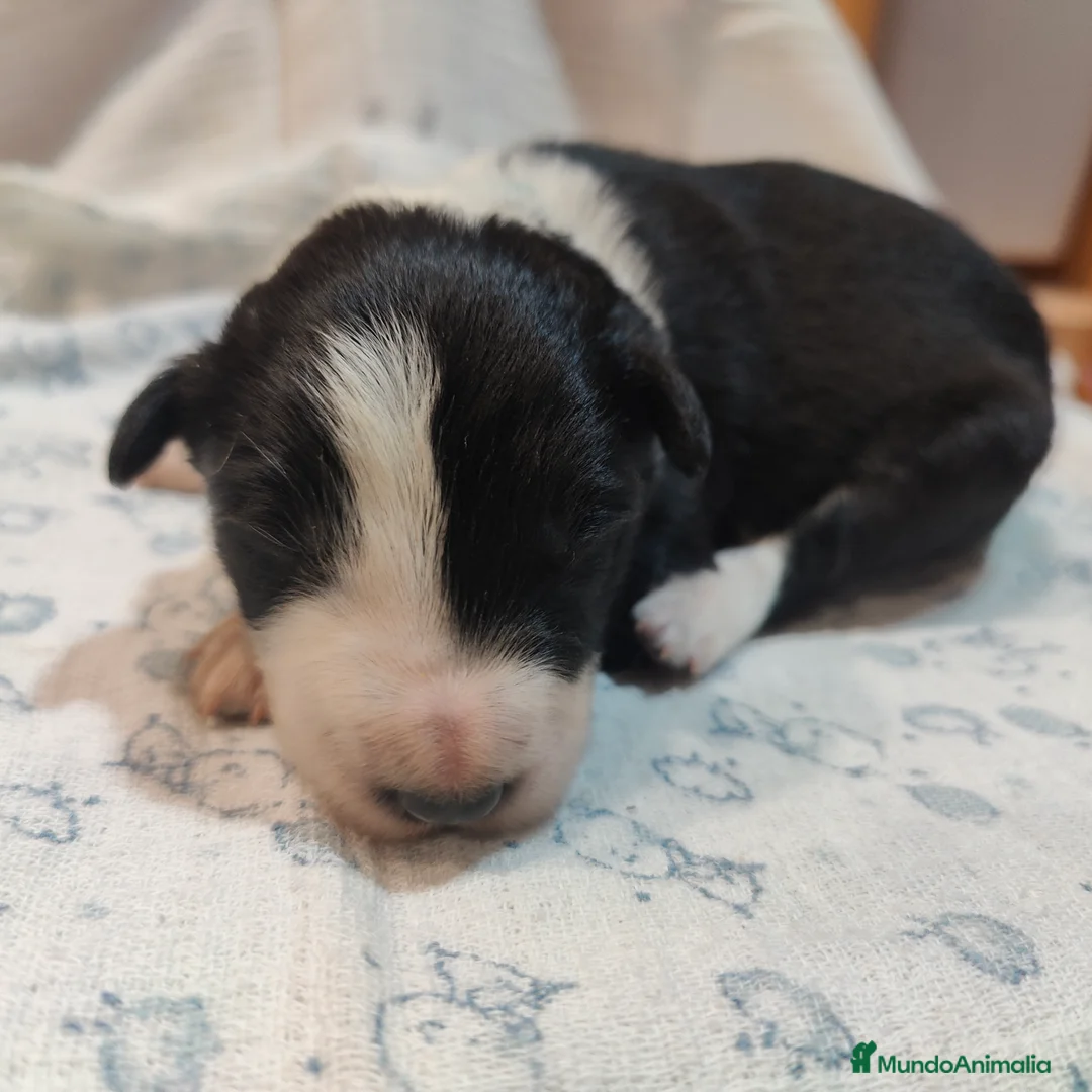 Border Collie perros en venta: Border collie blanco/negro disponibles - Anuncio 12