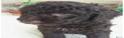 Perro de Agua Español perros en venta: Macho y hembra perro de agua chocolate🐶🐾 - Anuncio 1