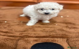 Caniche Toy perros en venta: Caniche toy blanca - Imagen 5